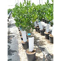 1 Árbol Limonero-Citrus Eureka